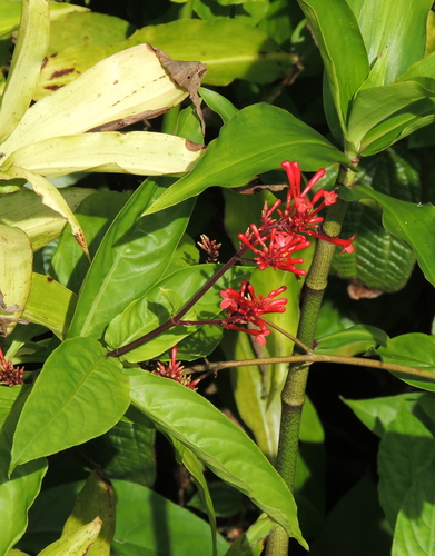 Odontonema cuspidatum observed 2019-12-20