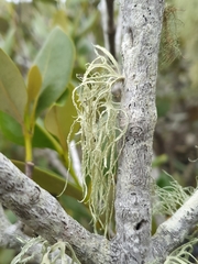 Ramalina pacifica