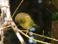 Chlorodrepanis virens wilsoni
