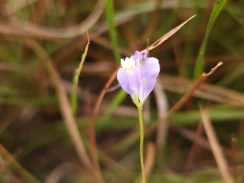 Burmannia madagascariensis
