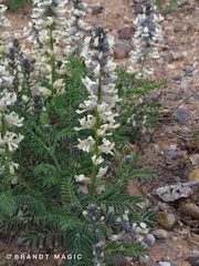 Sophora nuttalliana