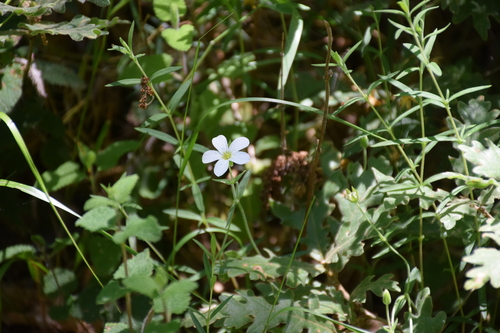Arenaria montana, photograph 5