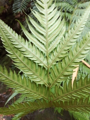 Woodwardia prolifera