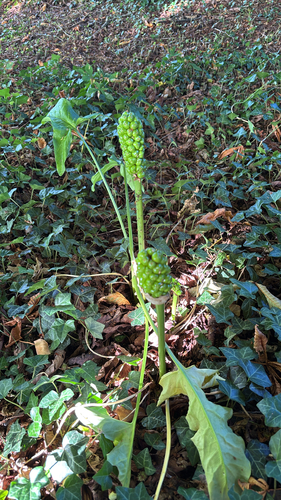 Italian arum
