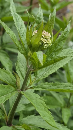 hemp agrimony