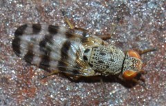 Pseudotephritina