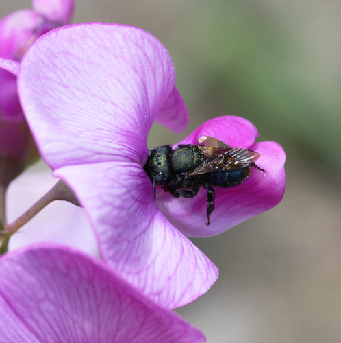 iNaturalist observation photo of Mason Bees