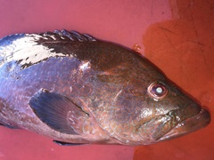 Cephalopholis sonnerati