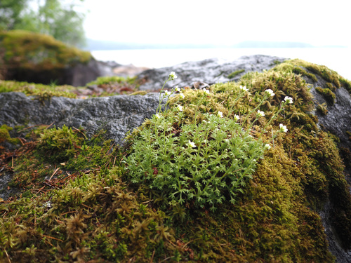 Saxifraga rosacea, photograph 5