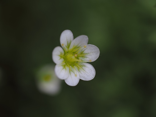 Saxifraga rosacea, photograph 6