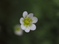 Saxifraga rosacea, photograph author not stated, no rights reserved