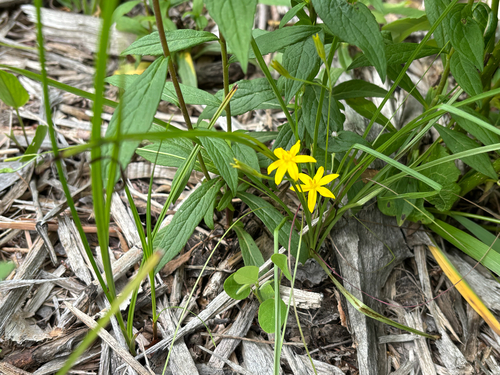 iNaturalist observation photo of yellow star grass