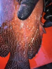 Cephalopholis sonnerati