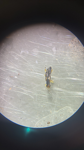 Vertical-lined Phyllobaenus