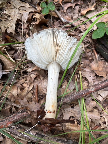 iNaturalist observation photo of Eastern American Platterful Mushroom