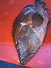 Cephalopholis sonnerati