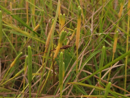 Slender Clubmoss