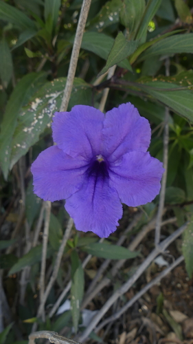 Mexican Ruellia