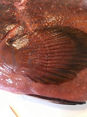 Cephalopholis sonnerati