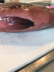 Cephalopholis sonnerati