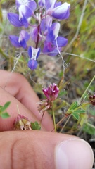 Trifolium gracilentum
