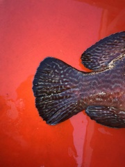 Cephalopholis sonnerati