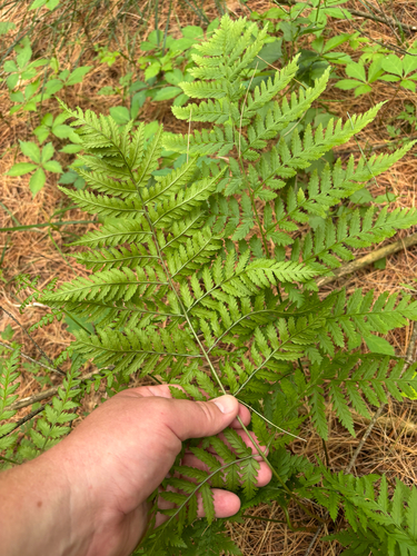 iNaturalist observation photo of eupolypods I