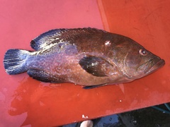 Cephalopholis sonnerati