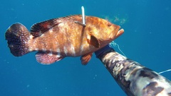 Cephalopholis sonnerati