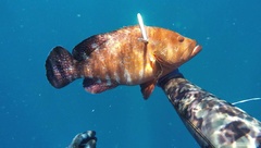 Cephalopholis sonnerati