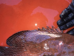 Cephalopholis sonnerati