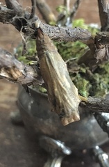 Nymphalis