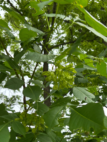 iNaturalist observation photo of common hoptree