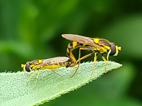 Common Globetail