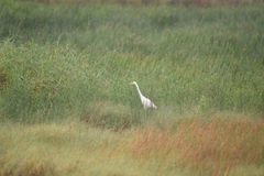 Ardea intermedia plumifera