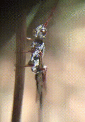 Hymenoptera