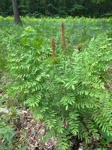 iNaturalist observation photo of American Royal Fern
