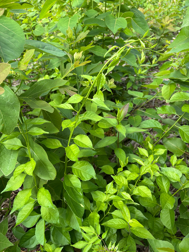 iNaturalist observation photo of Asian bittersweet