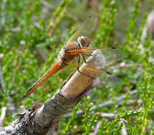 Scarce Chaser