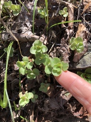 Sedum ternatum