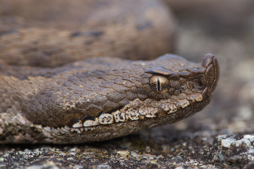 Lataste's Viper, Portugal, photo 10 of 10