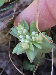 Sedum ternatum
