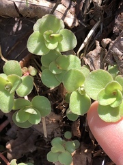 Sedum ternatum