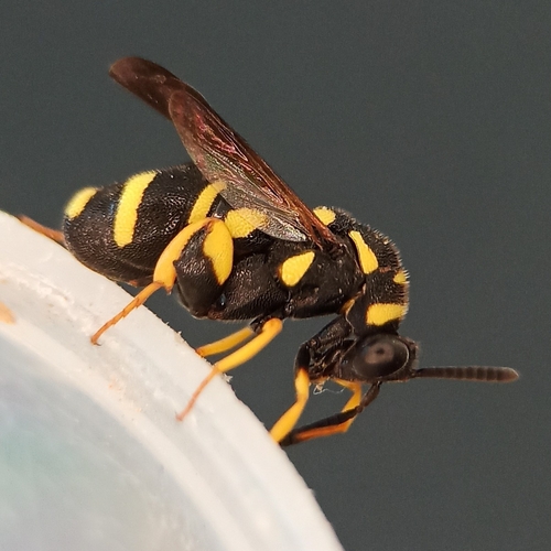 Leucospis biguetina