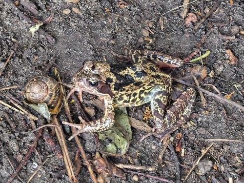 European Common Frog