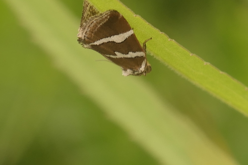 Silver barred