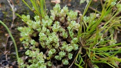 Psilocarphus chilensis