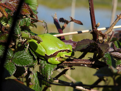Hyla molleri
