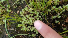 Psilocarphus chilensis