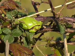 Hyla molleri